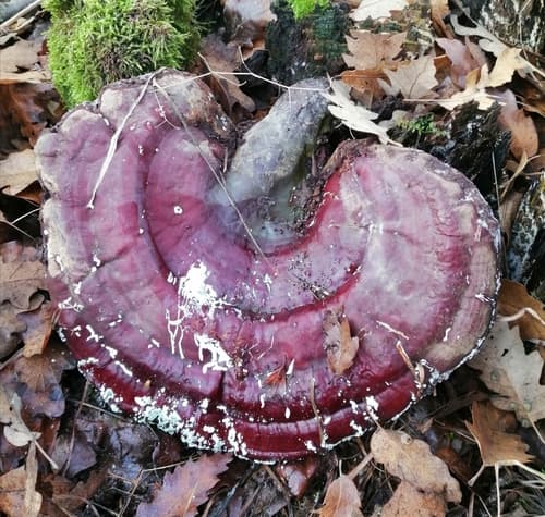 Medicine and Biotechnology