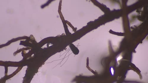 Arbuscular Mycorrhiza (AM)