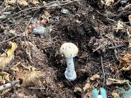 Ectomycorrhiza (ECM)