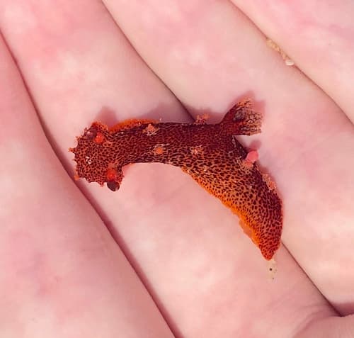 Fertile Surface (Hymenium)